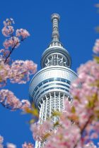 2025年日本爱情文艺电影封面,樱花树下两人相望,温柔色调,高清免费在线观看