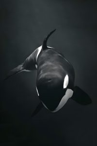 2025年自然纪录片《深海秘境》画面，深蓝色海底发光生物群，极致摄影画质，免费在线观看高清版